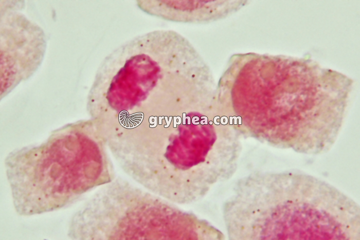 Mitose cellules de racine d'Ail - Télophase x800 - gryphea.com